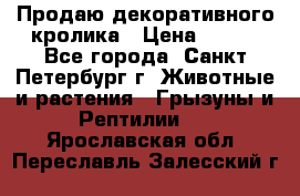 Продаю декоративного кролика › Цена ­ 500 - Все города, Санкт-Петербург г. Животные и растения » Грызуны и Рептилии   . Ярославская обл.,Переславль-Залесский г.